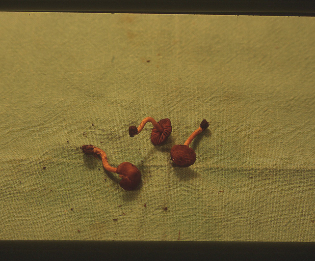 Esperti di Inocybe, aiuto! (cfr I. furfurea var. rufotacta )